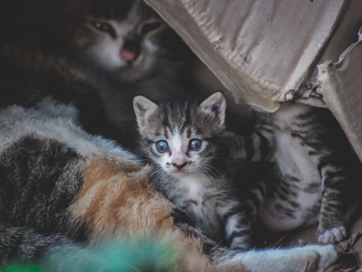 Areia higiênica para gatos — fardo