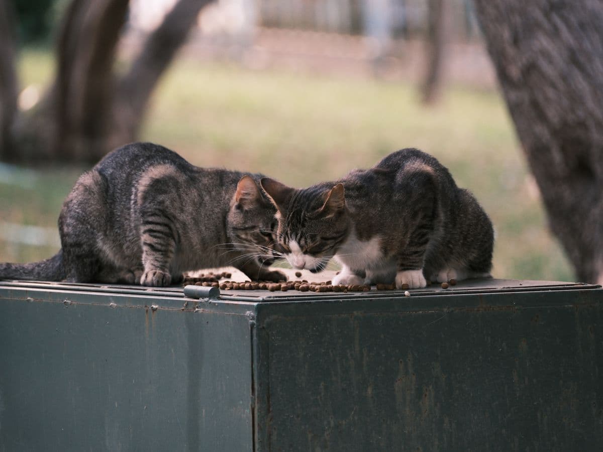 Ração para gatos adultos — 10 kg