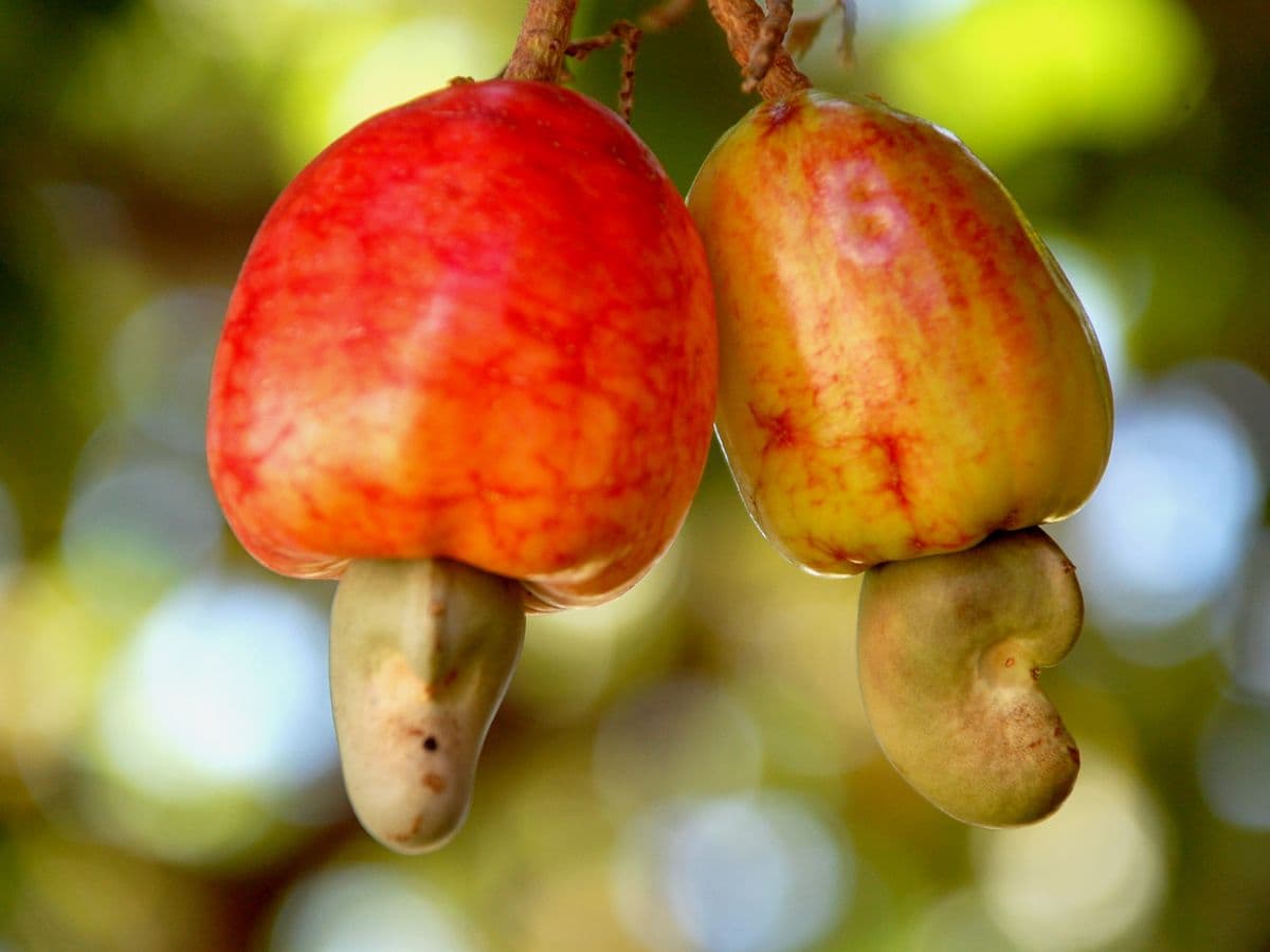 Suco concentrado de caju — caixa